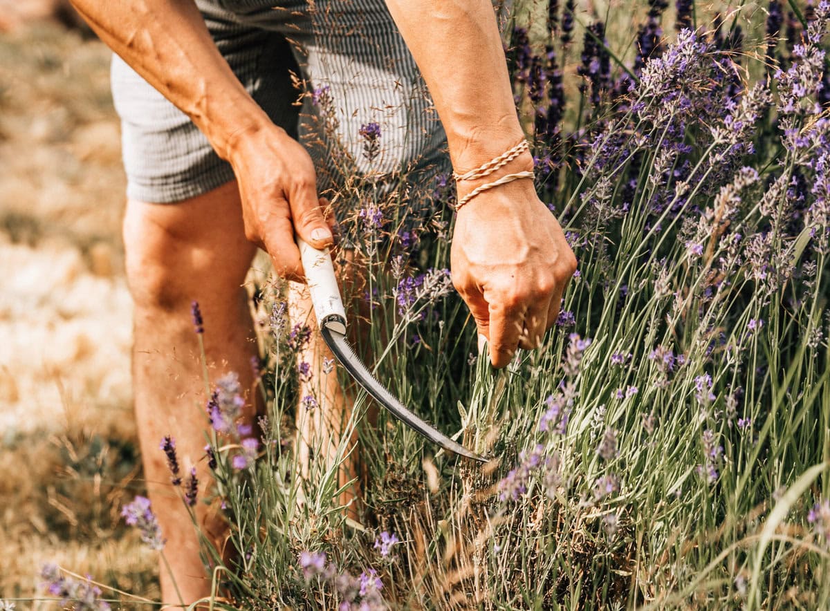 A person harvesting lavender with a sickle in a sunlit field.